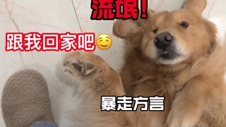A young man tried to pick up a drunk young dog, but he was surprisingly fat and strong...