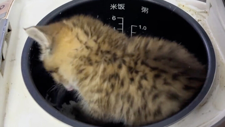 Pertama kali mengetahui bahwa kucing kecil juga suka makan nasi putih