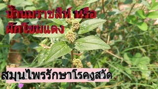 ต้นน้ำนมราชสีห์ สูตรยาแผนโบราณรักษาโรคงูสวัด สรรพคุณทางยาเยอะมาก/โดยฮอยไทยอีสาน