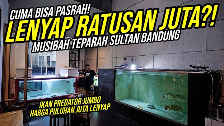 SULTAN IKAN PREDATOR BANDUNG PASCA MUSIBAH!!! - LUDES RATUSAN JUTA DALAM SEKEJAP!!!