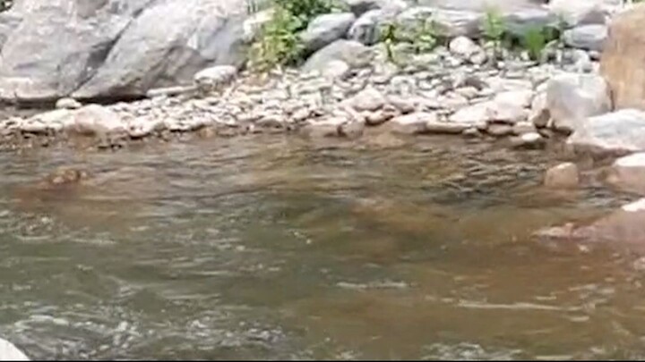 cast net fishing in Nepal | himalayan trout fishing with handmade cast net |