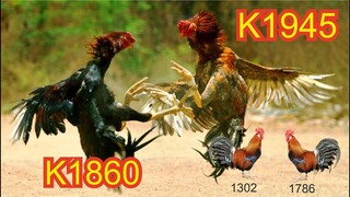 PREDIKSI ABAL ABAL KVK HA 1945 VS 1860