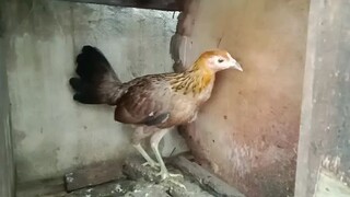 4 months old Gilmore Hatch kasama po ng 5k at Raptor,1 month old ko palang po nabili sila.hehe