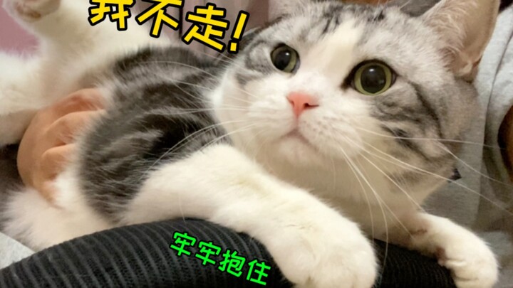 Kucing manja: Siapa pun! Tidak boleh! Memisahkan aku dari paha ibu!