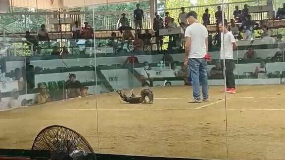 Banahaw Pure Lemon breed by HMA win at carlos palawan