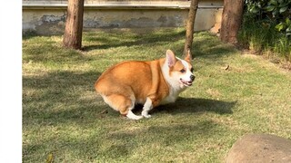 How awesome is it to live in a big yard with a dog?