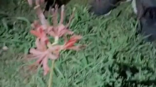 I pulled it out for him!