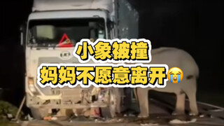太感人了😭小象被撞 大象不愿意离开😭
