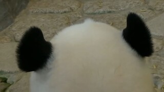 Really Want to Pet the Big-Head Panda