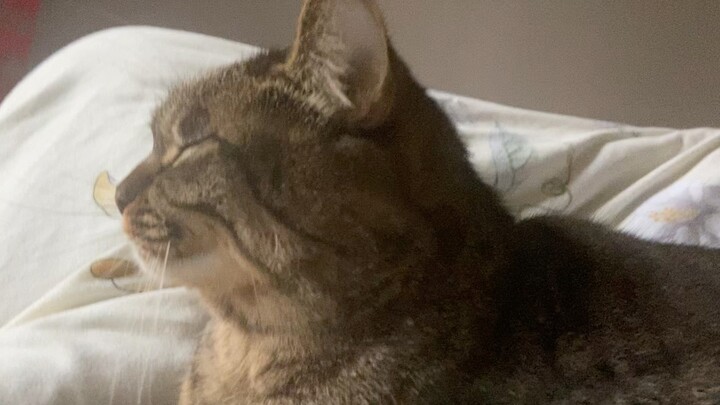 Animal|Being Pressed To Wake Up By A Cat