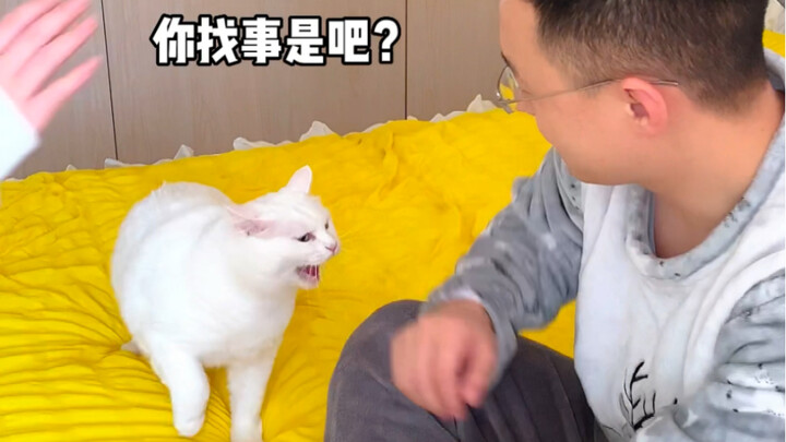 คราวนี้ฉันจะตีแฟนบ้าง ดูแมวจะมีปฏิกิริยาอย่างไร