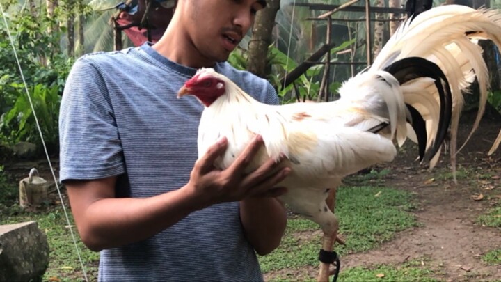 2nd fight. 3 hits ulotan at amlqn cockpit, Negros Oriental. White lemon guapo in action. Unscratched