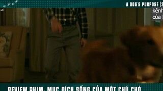 chú chó trung thành p4 #kenhcuaban