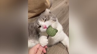 Tham ăn catnip để liếm thì cứ cắn cat meow fyp foryou