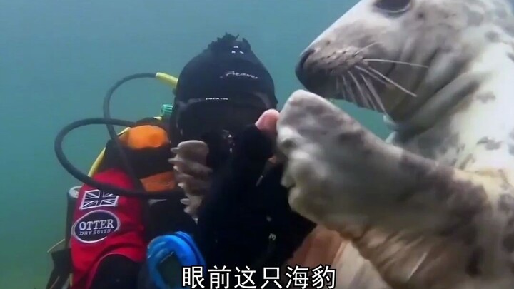 When a creature blocks your path, there’s always a reason—this seal clung to a scuba diver, pleading