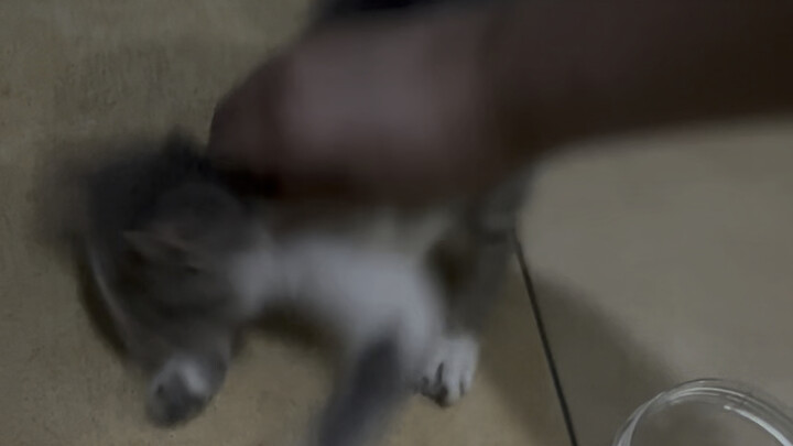 Xin lỗi! Tôi đã phạm tội vì bốc đồng á á á á?!！