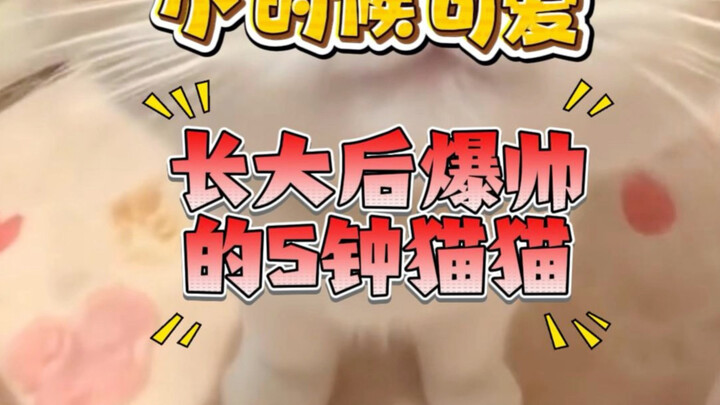 “ลูกแมวส้มใส่หมวกน่ารักจนใจละลาย! 5 พันธุ์แมวตอนเด็กน่ารักฟรุ้งฟริ้ง โตขึ้นมาหล่อจนโลกต้องตะลึง”