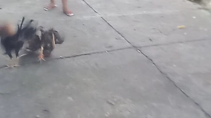 bulik tataedong vs 5k sweter  AEJ