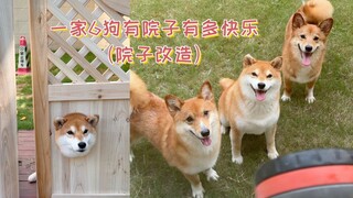 كم هو ممتع أن يكون لدى عائلة 6 كلاب فناء؟