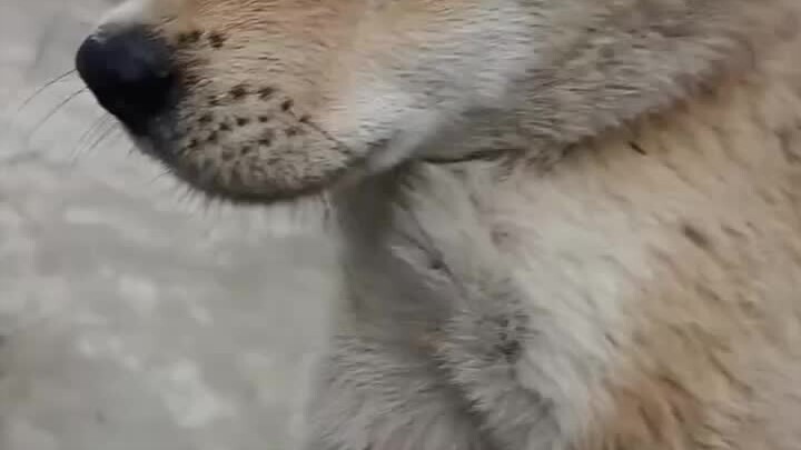 Kemerdekaanlah yang menjadi melodi kehidupan anjing