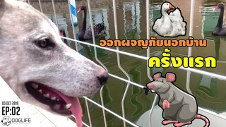 อลาสกัน มาลามิวท์ ออกเที่ยวนอกบ้านครั้งแรก : DOG LIFE STORY EP02