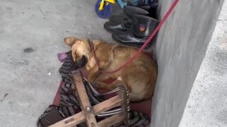 After being startled awake, the dog barked incessantly. But as soon as it recognized its owner, it i