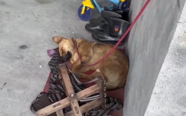 After being startled awake, the dog barked incessantly. But as soon as it recognized its owner, it i