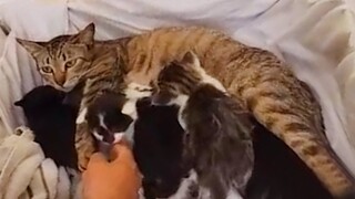 Mama cat wouldn't leave her babies behind - Rescue of young feral mama cat and her kittens