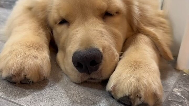 لحظات الشفاء مع كلبك! إذا أحببتَه، سيعالجك هو أيضًا.