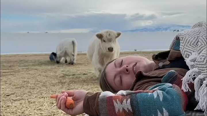 What Happens When You Pretend to Be Asleep Around Highland Cattle?