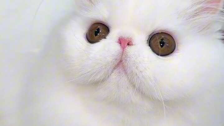 Rabbit-Eared Orange Kitten Is So Cute! 5 Cat Breeds That Are Adorably Soft as Kittens but Grow Up to