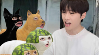 城市猫和农村猫一起在农村避暑