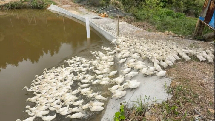 Might the chickens, ducks, and pigs that come to my home have a slightly better life?