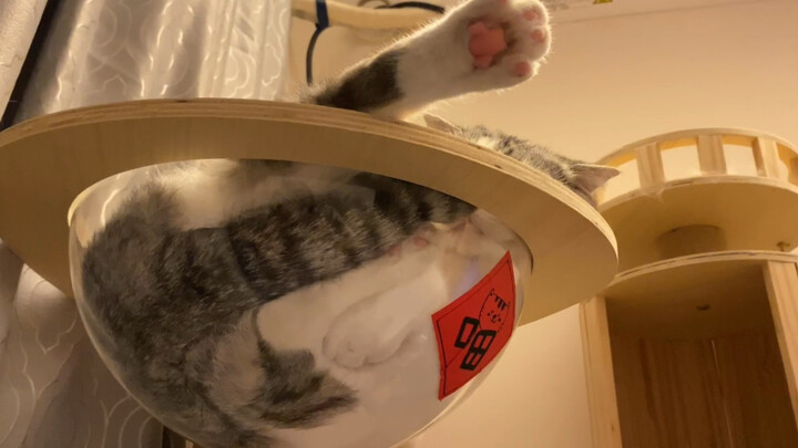 A Grand Showcase of Cat Sleeping Poses