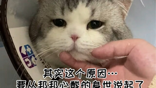 ทำไมฉันถึงมั่นใจขนาดนั้นเลยว่าแมวตัวผู้ของครอบครัวฉันทำไม่ได้? ต้องเริ่มเล่าจากเรื่องราวในอดีตอันขมข