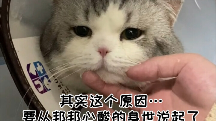 Why am I so certain that my male cat can't do it? Well, it all stems from a heartbreaking past...