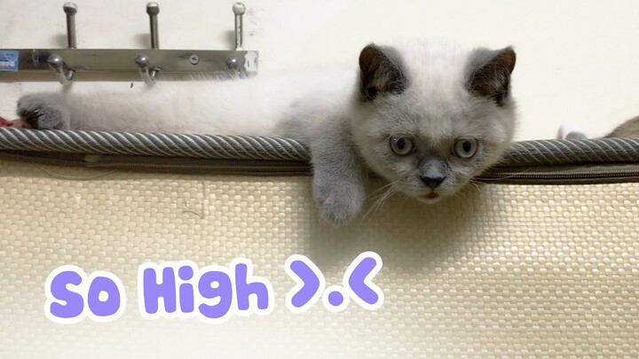 CATS love HIGH PLACE so much and refuse to get down - Cute Cats moment - 고양이 비디오 - Кот