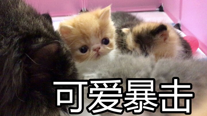 Quick Guide to Getting Started with Cat Ownership: A Must-Have for Cat Lovers (Save This!)