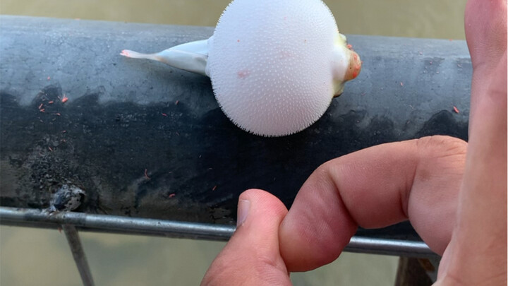 Cái đầu này mà nổ thì thật là dứt khoát.