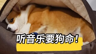 让柯基听音乐简直像要了他的命！