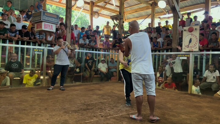 Balingoan Cockpit Arena.(3Hits) Oct 31 2025 1st fytwin -BULIK- AE ANGALAN GF #jsungagamebird