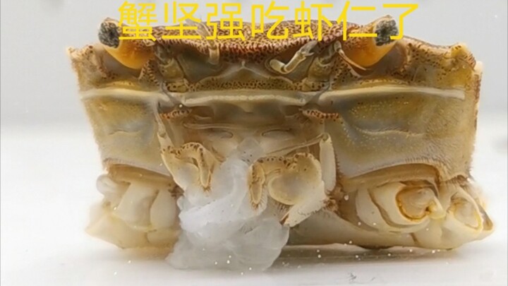 The day after the crab was resilient, it ate shrimp meat.