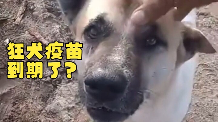 狗子：你是不是虎？你跑啊，你这样子给我整不会了！！！
