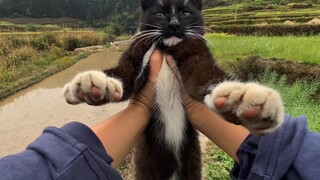 Kitten: Don’t humans have any sense of boundaries?