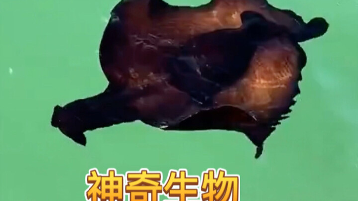 Some expert, please explain what kind of magical creature is this?