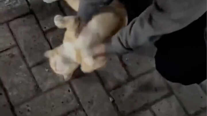 Cutest cat