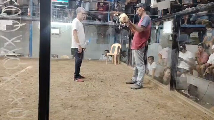 2HITS CHAMPION WITH OUR QUALITY KANAWAYON BROODCOCK