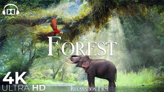 Amazon Wildlife In 4K - Animals That Call The Jungle Home _ Amazon Rainforest _ Relaxation Film
