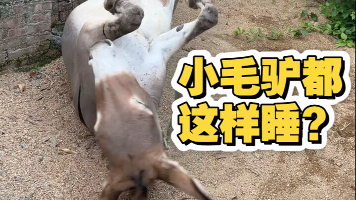This little donkey’s IQ is actually the same as that of a five-year-old child.