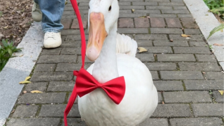I gave away the meat goose I bought.